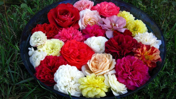 20 шт. Набор № 2 Розы корнесобственные (махровые и с запахом) купить в Казани